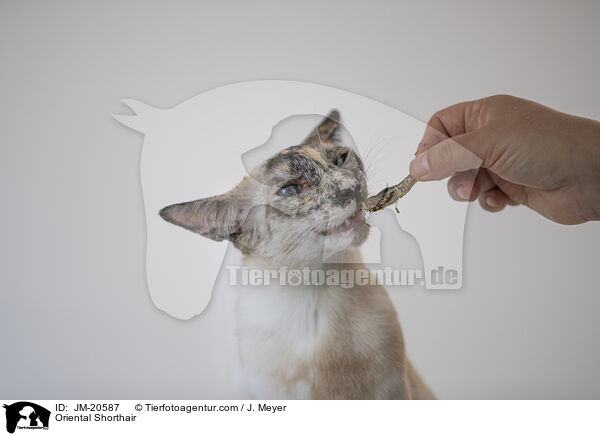Orientalisch Kurzhaar / Oriental Shorthair / JM-20587