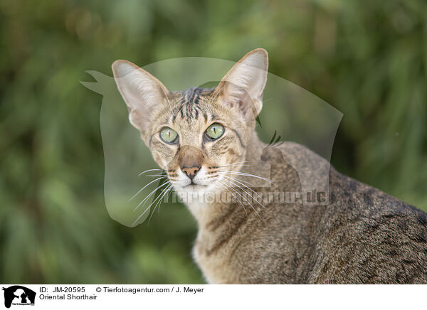 Orientalisch Kurzhaar / Oriental Shorthair / JM-20595