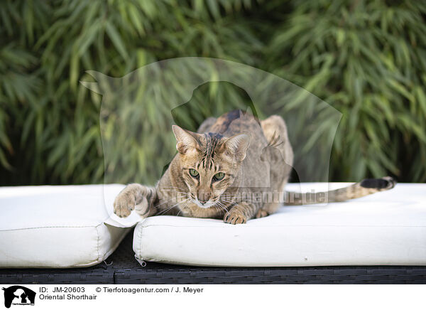 Orientalisch Kurzhaar / Oriental Shorthair / JM-20603