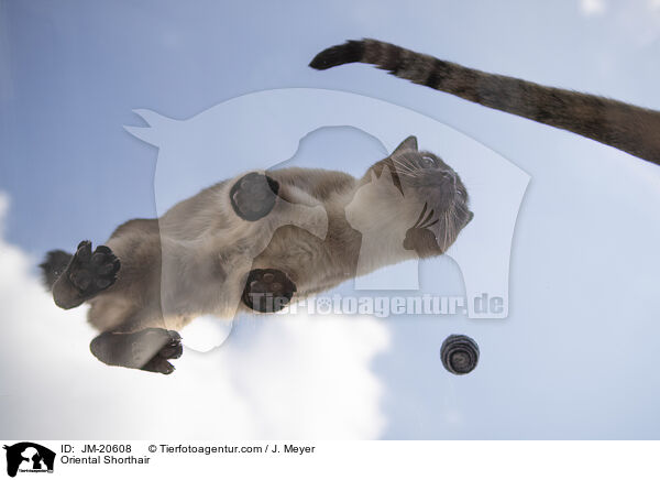 Orientalisch Kurzhaar / Oriental Shorthair / JM-20608