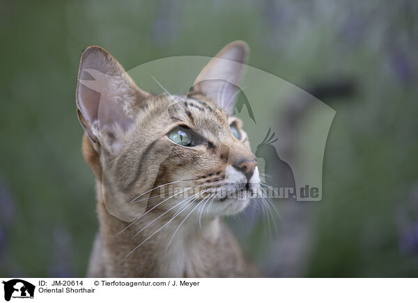 Orientalisch Kurzhaar / Oriental Shorthair / JM-20614