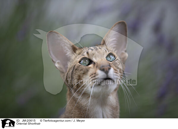 Orientalisch Kurzhaar / Oriental Shorthair / JM-20615