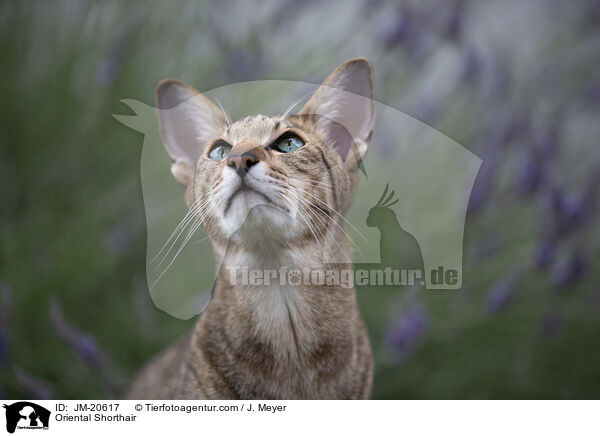 Orientalisch Kurzhaar / Oriental Shorthair / JM-20617