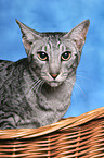 Oriental Shorthair Portrait
