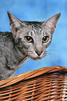 Oriental Shorthair Portrait