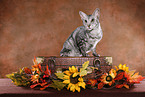 Oriental Shorthair Cat