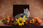 Oriental Shorthait Cat in case