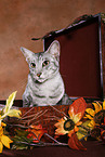 Oriental Shorthait Cat in case