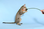 playing Oriental Shorthair