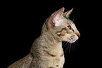Oriental Shorthair Portrait