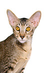 Oriental Shorthair Portrait