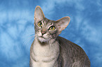 Oriental Shorthair Portrait