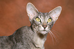 Oriental Shorthair Portrait