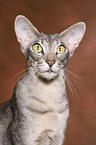 Oriental Shorthair Portrait