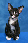 sitting Oriental Shorthair Kitten