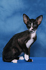 sitting Oriental Shorthair Kitten