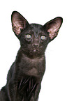Oriental Shorthair Kitten
