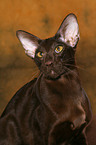 Oriental Shorthair Portrait