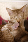 2 Oriental Shorthair