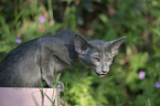Oriental Shorthair Kitten