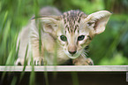 Oriental Shorthair Kitten