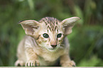 Oriental Shorthair Kitten