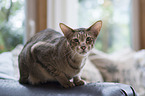 lying Oriental Shorthair
