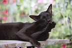Oriental Shorthair is cleaning itself