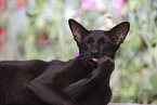 Oriental Shorthair is cleaning itself