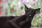 Oriental Shorthair is cleaning itself