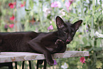Oriental Shorthair is cleaning itself