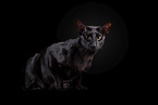 black Oriental Shorthair