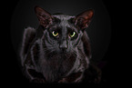 black Oriental Shorthair
