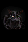 black Oriental Shorthair