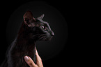 black Oriental Shorthair
