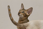Oriental Shorthair