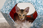 Oriental Shorthair