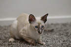 Oriental Shorthair