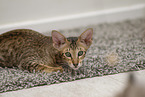 Oriental Shorthair