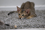 Oriental Shorthair