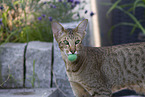 Oriental Shorthair