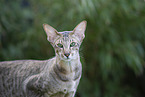 Oriental Shorthair