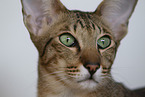Oriental Shorthair