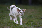 Oriental Shorthair