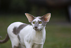 Oriental Shorthair