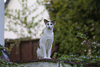 Oriental Shorthair