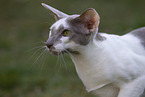 Oriental Shorthair