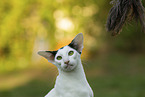 Oriental Shorthair