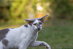 Oriental Shorthair