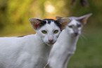 Oriental Shorthairs